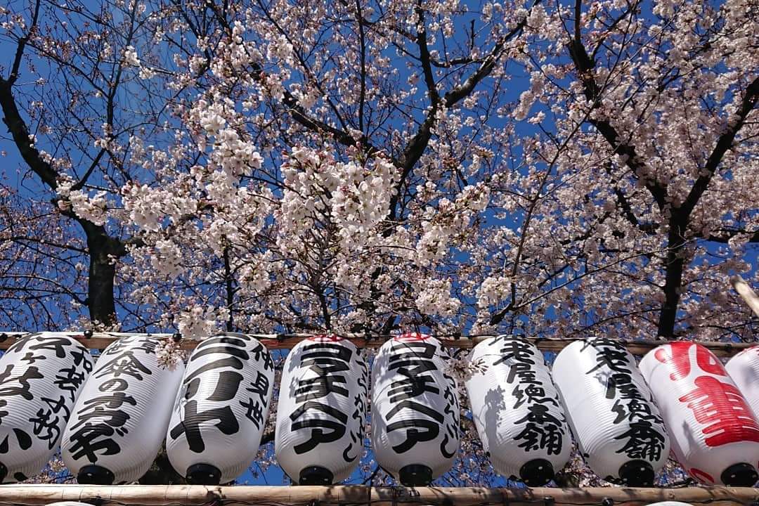 先週末から仲見世 浅草寺 浅草神社の桜 が見頃を迎えてますが ようやく晴れたので コマチヘア 先週末から仲見世 浅草寺 浅草神社の桜 が見頃を迎えてますが ようやく晴れたので コマチヘア